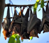Bats Lined Up On A Tree Branchphoto By: John Skeweshttps://Creativecommons.org/Licenses/By-Nd/2.0/