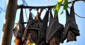 Bats lined up on a tree branchPhoto by: john skeweshttps://creativecommons.org/licenses/by-nd/2.0/