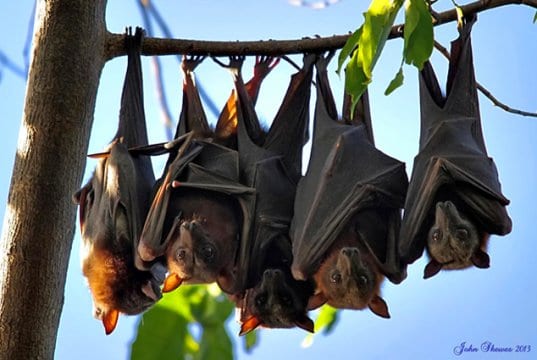 Bats lined up on a tree branchPhoto by: john skeweshttps://creativecommons.org/licenses/by-nd/2.0/
