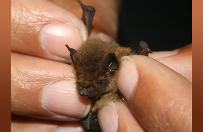A very tiny bat Photo by: fs-phil https://creativecommons.org/licenses/by-nd/2.0/ 