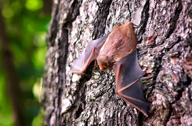 A Bat perched on a tree trunk Photo by: Cindy Parks https://pixabay.com/photos/bat-mammal-wildlife-spooky-wing-1695186/ 