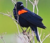Red-Winged Blackbird Photo By: Don Owens Https://Creativecommons.org/Licenses/By/2.0/ 