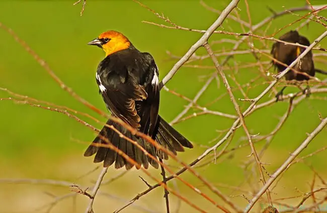Yellow-Headed Blackbird Photo by: Jaime Robles https://creativecommons.org/licenses/by/2.0/ 