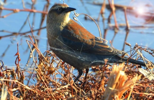 Rusty Blackbird Photo by: Andy Reago &amp; Chrissy McClarren https://creativecommons.org/licenses/by/2.0/ 