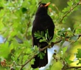 Portrait Of A Beautiful Blackbird Roosted In A Treephoto By: Mabel Amber, Still Incognito...https://Pixabay.com/Photos/Blackbird-Songbird-Animal-Beak-4265545/