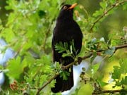 Portrait of a beautiful blackbird roosted in a treePhoto by: Mabel Amber, still incognito...https://pixabay.com/photos/blackbird-songbird-animal-beak-4265545/