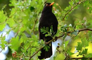 Portrait of a beautiful blackbird roosted in a treePhoto by: Mabel Amber, still incognito...https://pixabay.com/photos/blackbird-songbird-animal-beak-4265545/