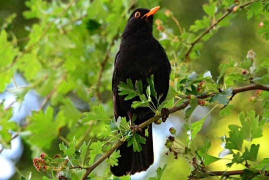 Portrait of a beautiful blackbird roosted in a treePhoto by: Mabel Amber, still incognito...https://pixabay.com/photos/blackbird-songbird-animal-beak-4265545/