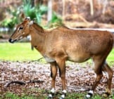Nilgai In India Photo By: Cuatrok77 Https://Creativecommons.org/Licenses/By-Sa/2.0/ 