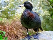 A Whio (Blue Duck)Photo by: Karora [Public domain]