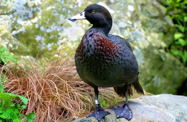 Blue Duck - Description, Habitat, Image, Diet, and Interesting Facts