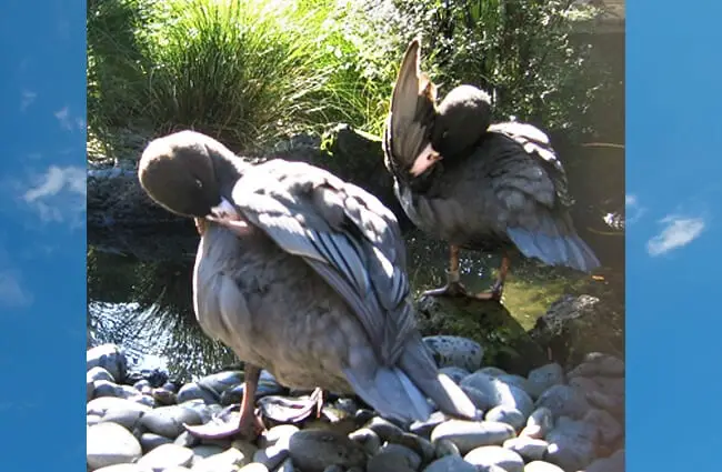 Blue Ducks preening at the Auckland Zoo Photo by: Avenue CC BY-SA 3.0 http://creativecommons.org/licenses/by-sa/3.0/ 