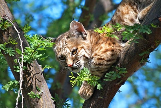 Juvenile Bobcat looking down from his lofty perchPhoto by: Daniel Plumerhttps://creativecommons.org/licenses/by/2.0/