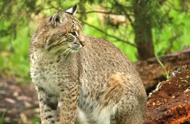 This Bobcat is unafraid of the photographer Photo by: DGriebeling https://creativecommons.org/licenses/by/2.0/ 