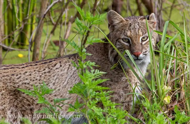 Such a beautiful Bobcat looking through the foliage Photo by: Andy Morffew https://creativecommons.org/licenses/by/2.0/ 