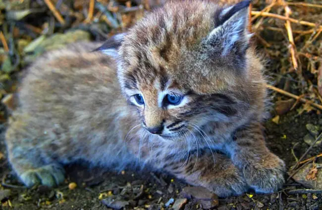 A beautiful Bobcat cub Photo by: skeeze https://pixabay.com/photos/bobcat-kitten-young-lynx-wildlife-1622664/ 