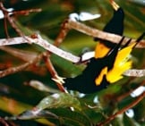 Yellow-Rumped Caciques Photo By: Bernard Dupont Https://Creativecommons.org/Licenses/By-Sa/2.0/ 