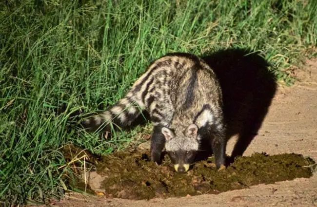 African Civet eating carrion at the side of the road Photo by: Brian Ralphs https://creativecommons.org/licenses/by/2.0/ 