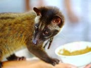 CivetPhoto by: Klaus Stiefelhttps://creativecommons.org/licenses/by/2.0/