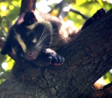 Masked Palm Civet Napping In A Tree Photo By: Kabacchi Https://Creativecommons.org/Licenses/By/2.0/ 