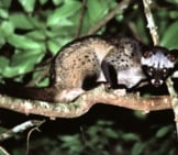 Common Palm Civet In A Darkened Forest Photo By: Bernard Dupont Https://Creativecommons.org/Licenses/By/2.0/ 