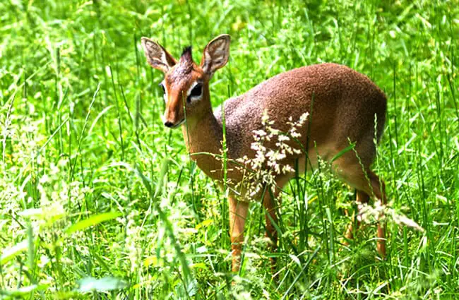 Dik Dik - Description, Habitat, Image, Diet, and Interesting Facts