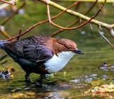 White-Throated Dipper In A Stream Photo By: Andrew Wordsworth Https://Creativecommons.org/Licenses/By/2.0/ 