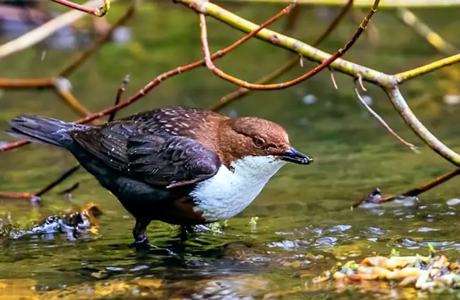 White-Throated Dipper in a stream Photo by: Andrew Wordsworth https://creativecommons.org/licenses/by/2.0/ 