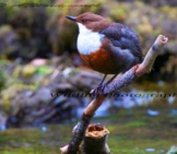 White-Throated Dipper Perched Above A Stream Photo By: Andrew Wordsworth Https://Creativecommons.org/Licenses/By/2.0/ 