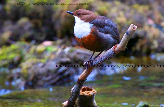 White-Throated Dipper perched above a stream Photo by: Andrew Wordsworth https://creativecommons.org/licenses/by/2.0/ 