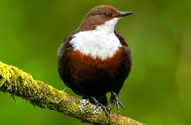 Beautiful White-Throated DipperPhoto by: Andrew Wordsworthhttps://creativecommons.org/licenses/by/2.0/