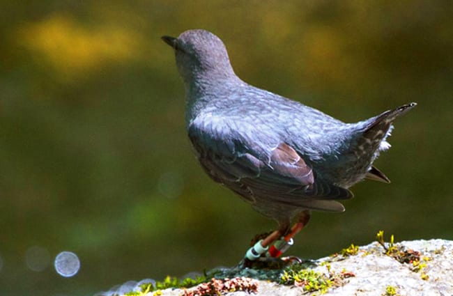 American Dipper Photo by: Bettina Arrigoni https://creativecommons.org/licenses/by/2.0/ 