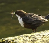 White-Throated Dipper Getting A Bite To Eat Photo By: Steve Childs Https://Creativecommons.org/Licenses/By/2.0/ 