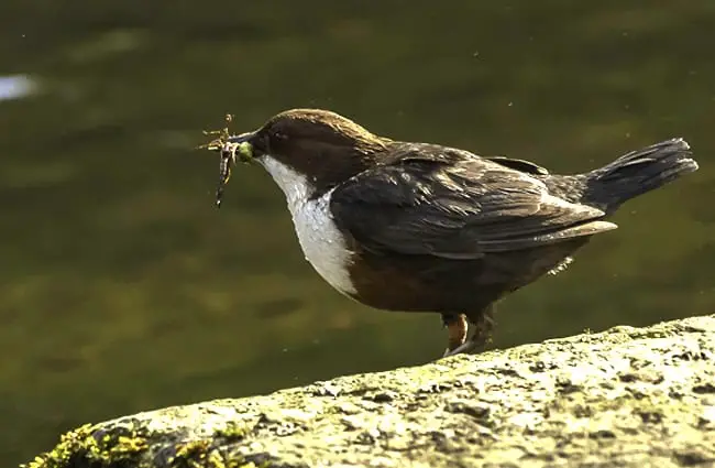 White-Throated Dipper getting a bite to eat Photo by: Steve Childs https://creativecommons.org/licenses/by/2.0/ 