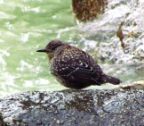 Brown Dipper Photo By: Imran Shah Https://Creativecommons.org/Licenses/By/2.0/ 