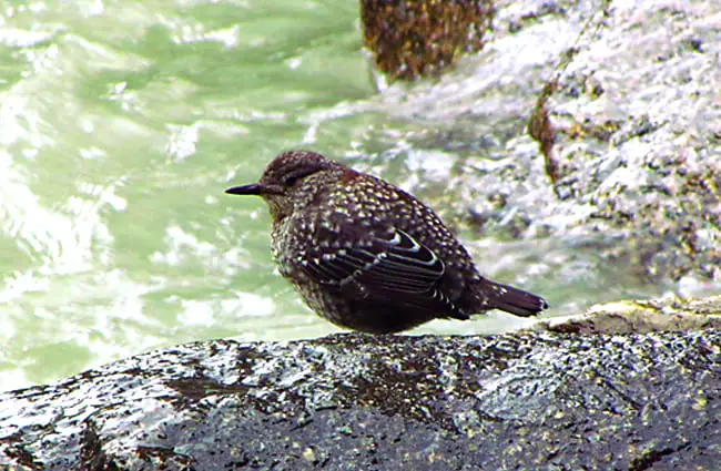 Brown Dipper Photo by: Imran Shah https://creativecommons.org/licenses/by/2.0/ 