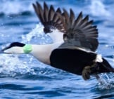 Common Eider Taking Flight Photo By: Ron Knight Https://Creativecommons.org/Licenses/By/2.0/ 