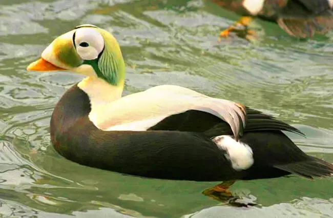 A male Spectacled Eider Photo by: Laura L. Whitehouse: USFWS Endangered Species https://creativecommons.org/licenses/by/2.0/ 