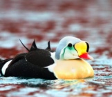 King Eider - Such A Colorful Seaduckphoto By: Ron Knighthttps://Creativecommons.org/Licenses/By/2.0/