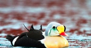 King Eider - such a colorful seaduckPhoto by: Ron Knighthttps://creativecommons.org/licenses/by/2.0/