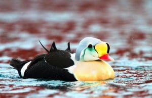 King Eider - such a colorful seaduckPhoto by: Ron Knighthttps://creativecommons.org/licenses/by/2.0/
