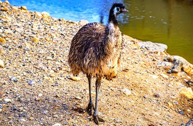 Emu near the water Photo by: djedj https://pixabay.com/photos/emu-bird-animal-nature-wild-4292658/ 