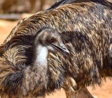 The Beautiful Plumage Of An Emu Photo By: Dimitris Vetsikas Https://Pixabay.com/Photos/Emu-Bird-Animal-Nature-Ornithology-3714415/ 