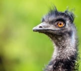 Closeup Of An Emu Photo By: Mathias Appel, Public Domain Https://Creativecommons.org/Licenses/By/2.0/ 