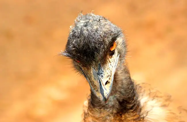 Suave Emu Photo by: cuatrok77 https://creativecommons.org/licenses/by/2.0/ 