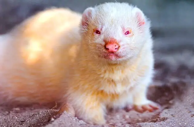 A cute albino Ferret Photo by: Tambako The Jaguar https://creativecommons.org/licenses/by-nd/2.0/ 