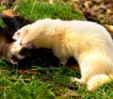 This Pair Of Ferrets Aren&#039;T Fighting Photo By: Max Moreau Https://Creativecommons.org/Licenses/By-Nd/2.0/ 