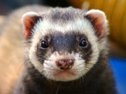 Closeup of a domestic FerretPhoto by: Daniel Steinkehttps://pixabay.com/photos/ferret-animal-eyes-close-up-361580/
