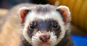 Closeup of a domestic FerretPhoto by: Daniel Steinkehttps://pixabay.com/photos/ferret-animal-eyes-close-up-361580/