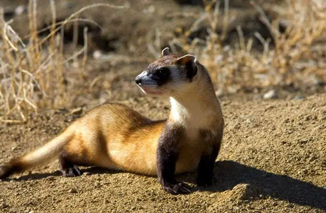 Portrait of a beautiful black-footed Ferret Photo by: public domain https://pixabay.com/photos/picture-ferret-footed-black-skunks-386745/ 